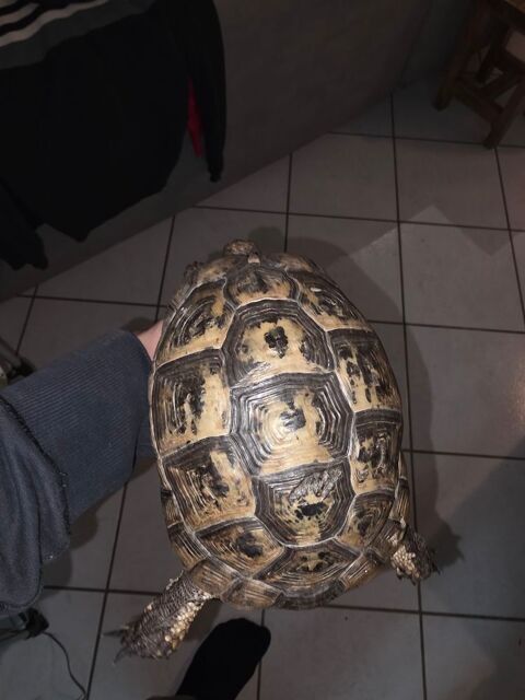 Tortue femelle graeca  250 42420 Lorette