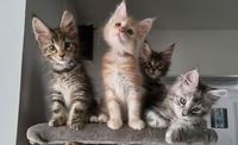   Chatons Maine Coon LOOF  