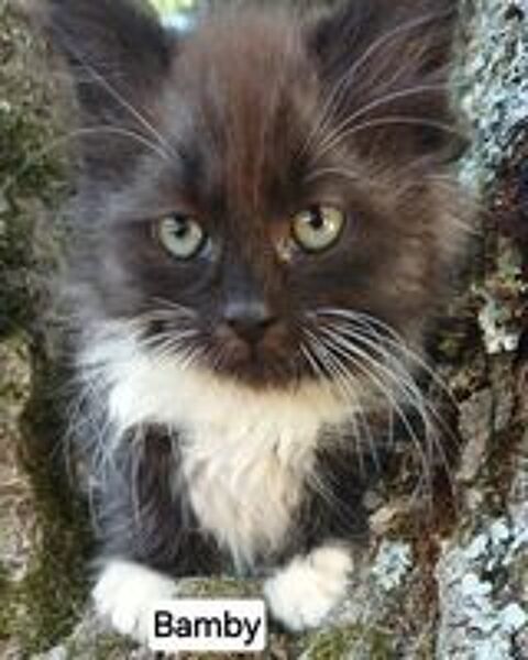    Chaton sibérien LOOF mâle  