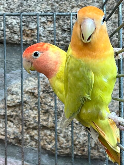 Couple Ins&eacute;parables Rosegorge opalines 50 22100 Calorguen