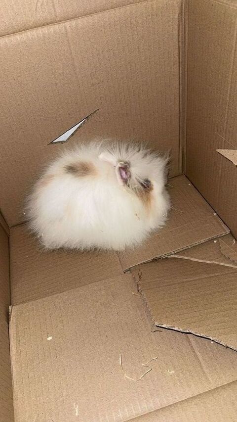 Lapin nain angora 02100 Saint-quentin