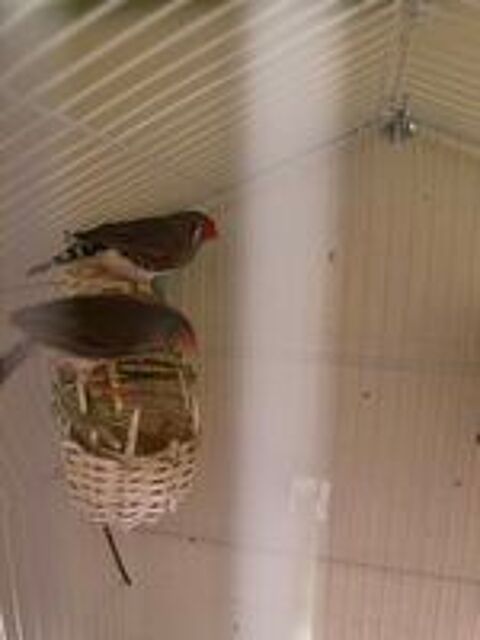   oiseaux zibra 