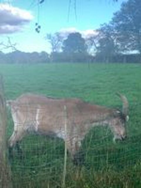   Bouc castr 3 ans 