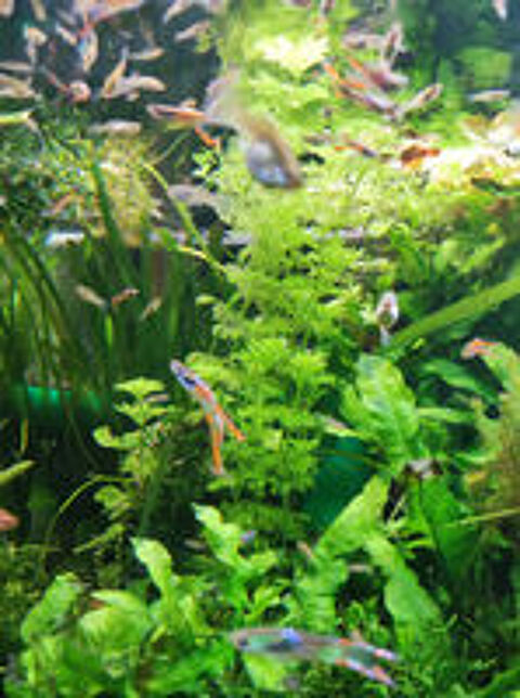   Crevettes et guppys 1€ (voir tarif plantes) 
