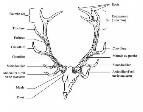 Troph�e de chasse cerf 12 cors superbe 150 Saint-Sauveur (60)