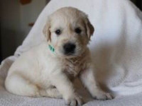   Magnifiques Golden Retrievers LOF 