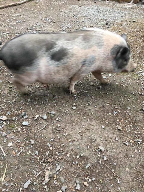 MOUILLETTE, magnifique cochon Vietnamien  l'adoption 44119 Treillires
