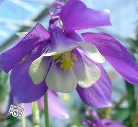 PLANTES QUI NE GELENT PAS SUPERBES 1 Maisons-Alfort (94)