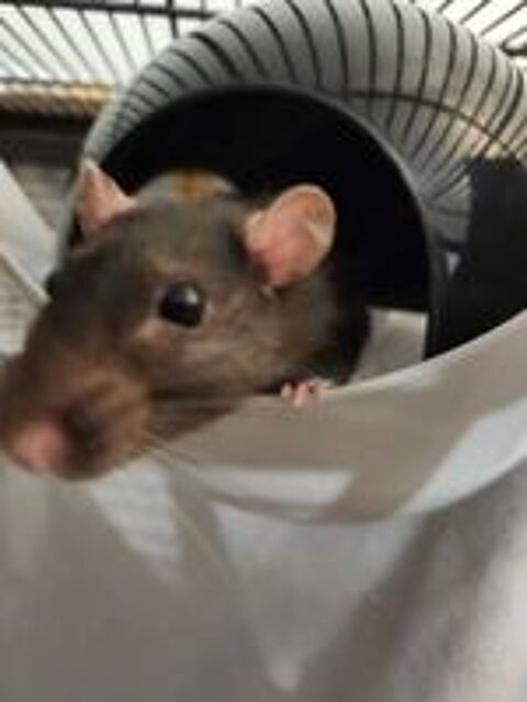   Don - 2 rats femelles 
