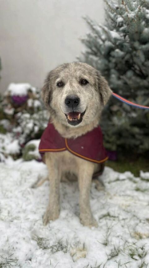 Sveska Jolie femelle crois&eacute;e de 5/6 ans 260 59300 Aulnoy-lez-valenciennes