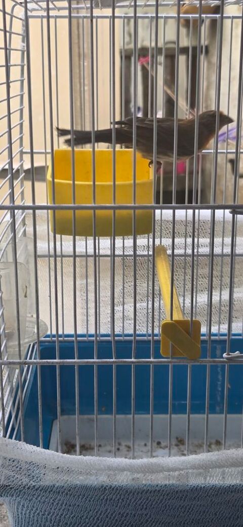 Roselin familier du Mexique  40 33800 Bordeaux