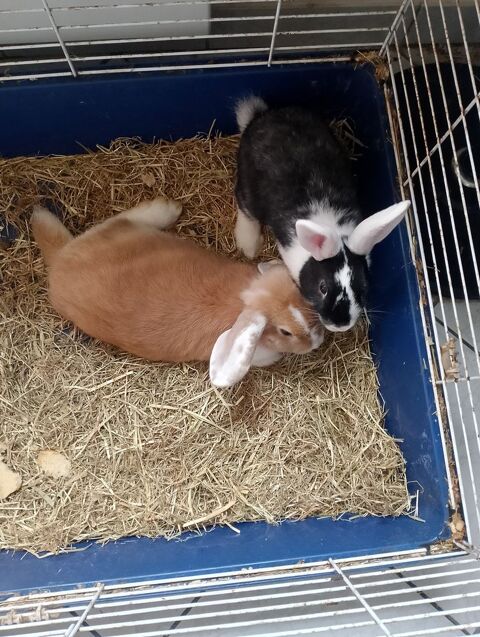 Lapin nain  30 02300 Chauny