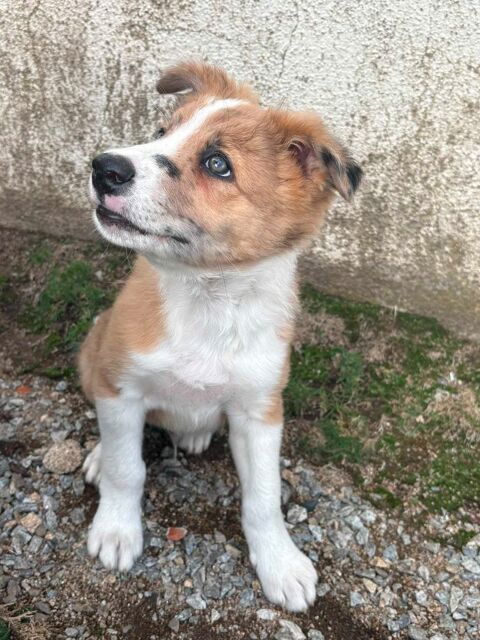 chiot border collie 0 19260 Treignac