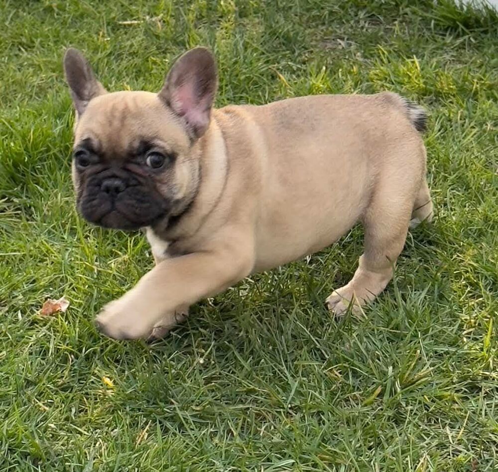   Adorables chiots bouledogue français  