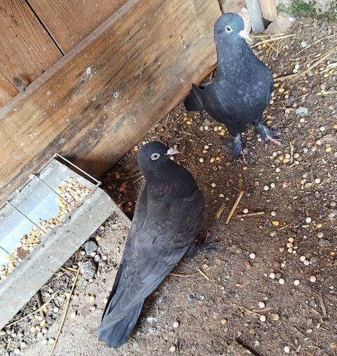Pigeons taklas 15 30160 Bessèges