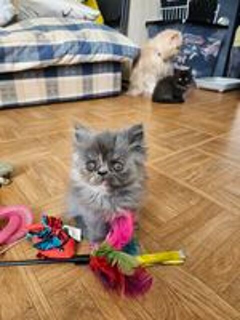   Chatons persans  