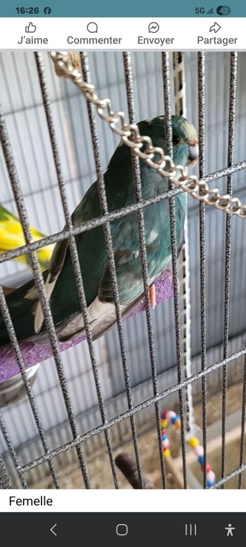 Kakarikis EAM sevrés, 2 femelles et un mâle à Tarbes 90 65000 Tarbes