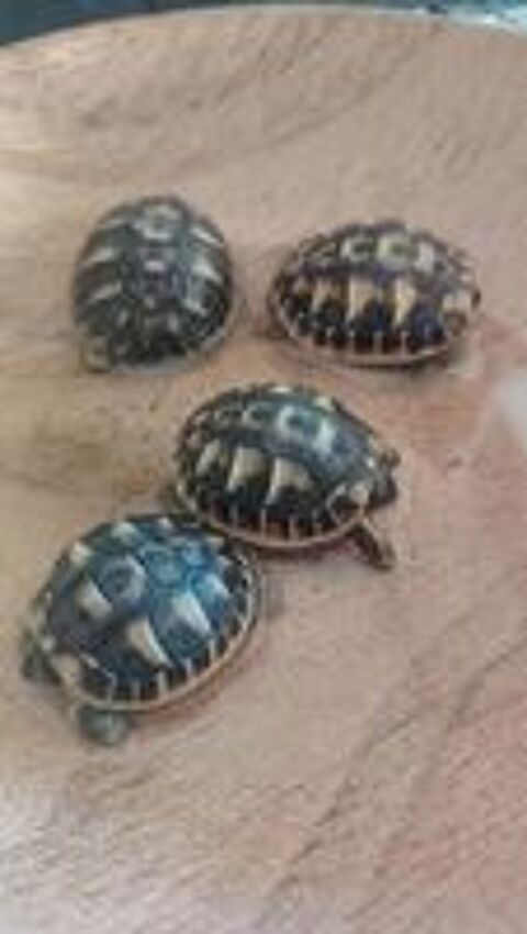   Tortues de terre 