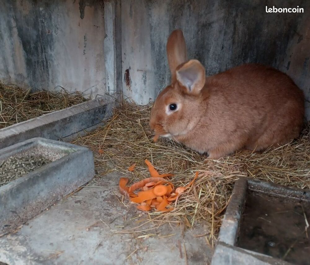   ECHANGE LAPIN 