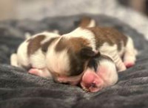   Adorables chiots Shih Tzu. 