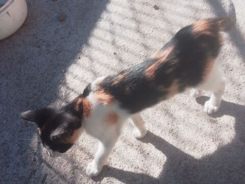Donne chaton 0 63350 Crevant-laveine