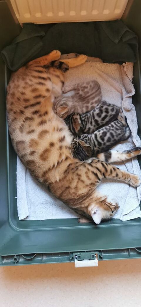 Magnifiques b&eacute;b&eacute;s Bengal LOOF 1200 21850 Saint-apollinaire