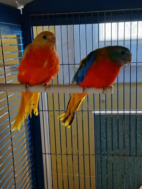 Un jeune couple de turquoisine 2025 90 63190 Lezoux