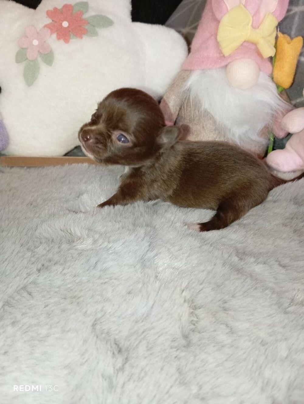   A réserver chiots chihuahua poil long  