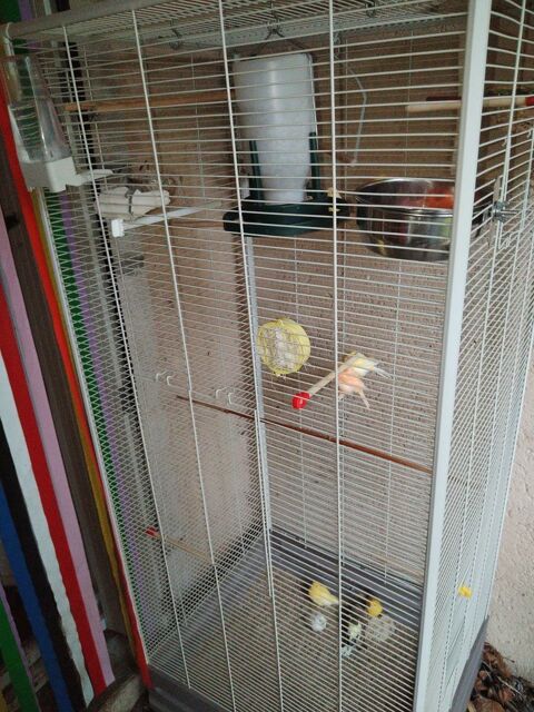 recherche canari mal et femelle de plusieurs couleurs Lons-le-Saunier (39)