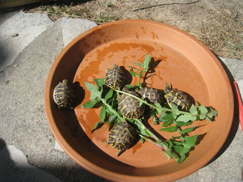 Petites tortues n&eacute;es en 2025 50 34090 Montpellier