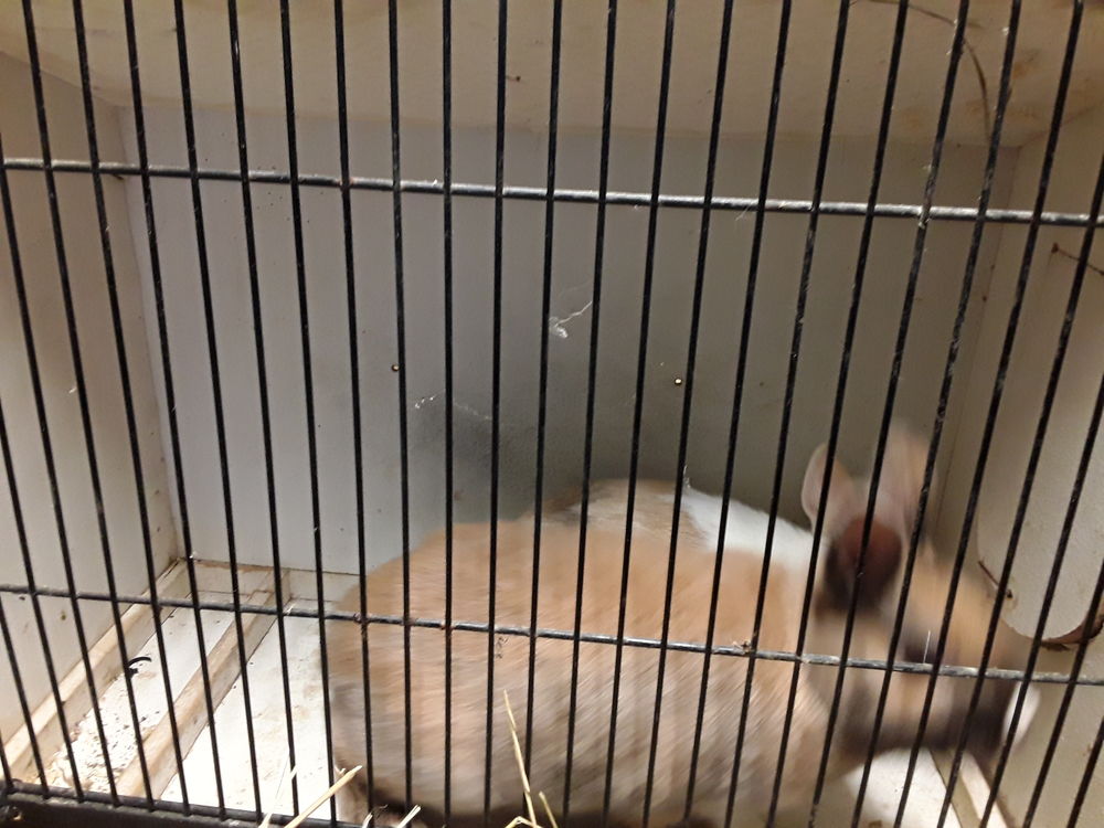    Lapin nain 