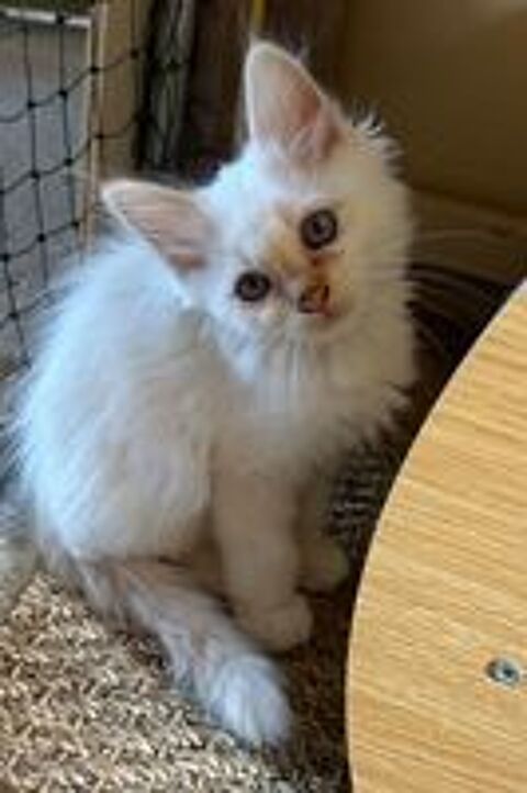   Magnifiques chatons Sacré de Birmanie LOOF 