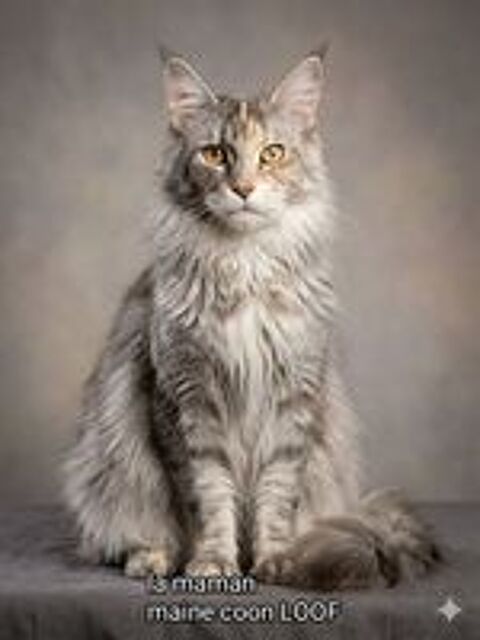   Chatons croisé maine coon  