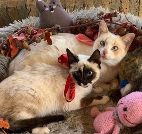 FREYA et GERSEMI 415 27620 Gasny