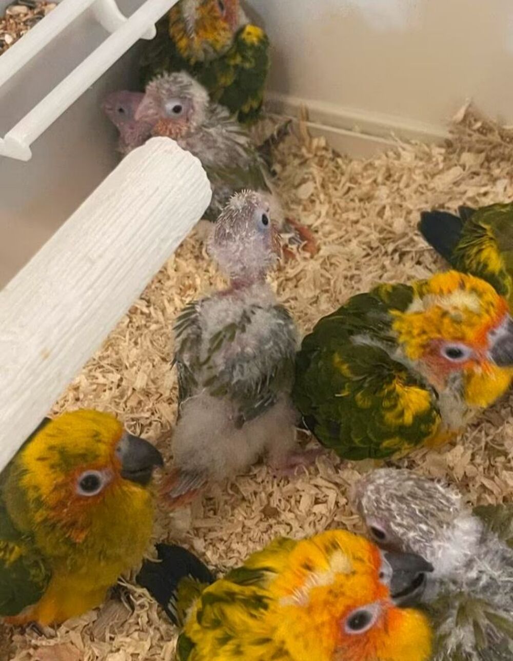   Conure soleil 