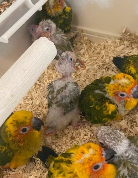 Conure soleil 250 24100 Bergerac