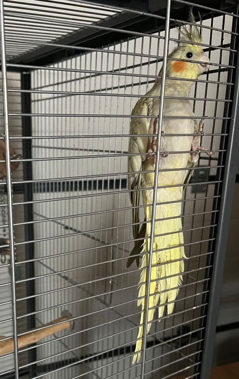 Calopsite 65 17200 Royan