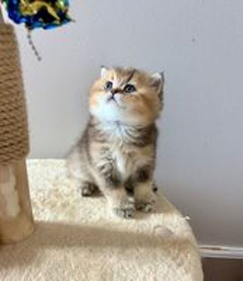   Adorables chatons British Shorthair et Longhair 