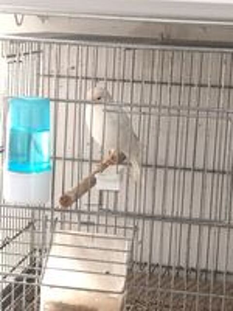   Canari plusieurs coloris disponibles  