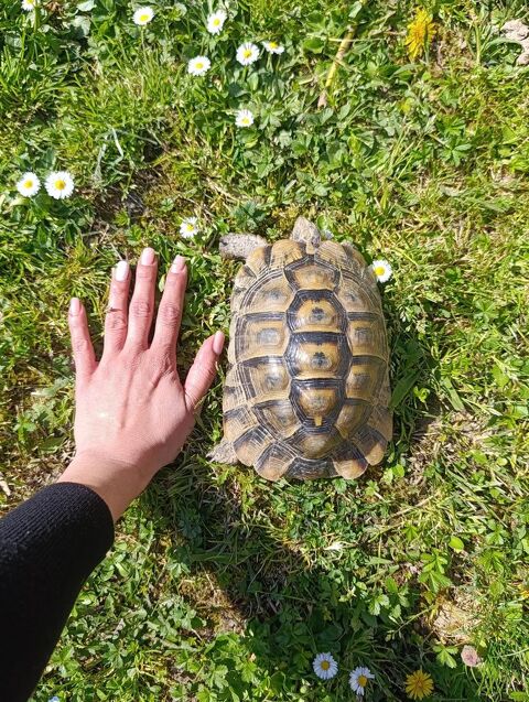 Greacca tortue de terre  220 33670 Cr�on