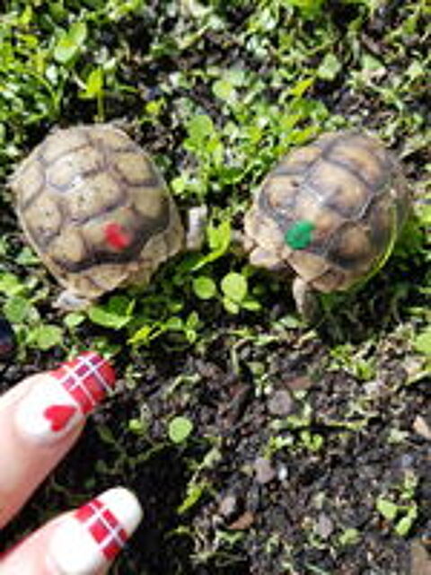   Bébé tortue terrestre 