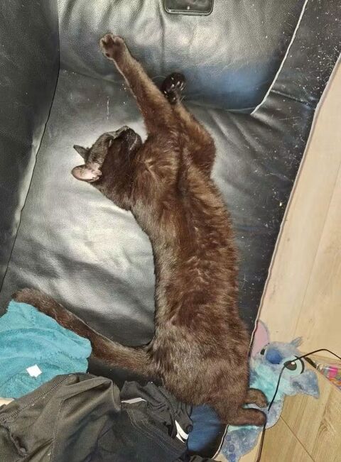 J ai perdu mon chat noir 0 69510 Messimy