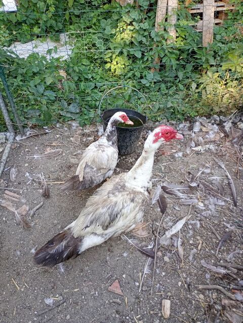 Deux canards 40 82110 Sauveterre