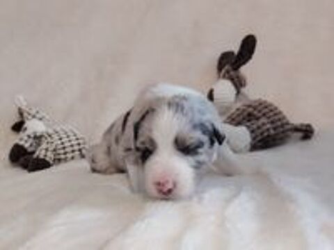   Chiots Berger Australien LOF 