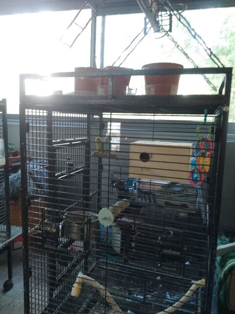 couple de toui c&eacute;leste 60 85540 Le champ-saint-p�re