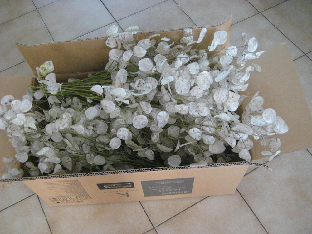 joli bouquet monnaie du pape Jardin