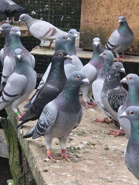 Pigeon voyageur bague 30 91640 Vaugrigneuse