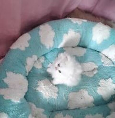   Chatons Persans 