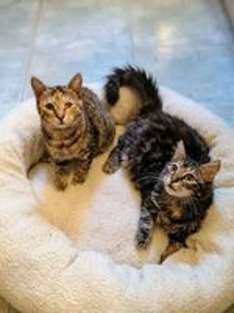   Mirabelle et Funny chatonnes cherchent famille 