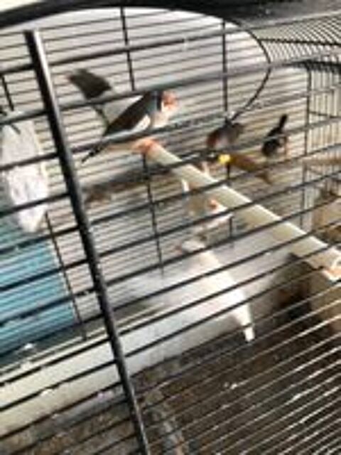   Diamant mandarin  